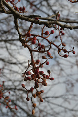 red berries in the garden
