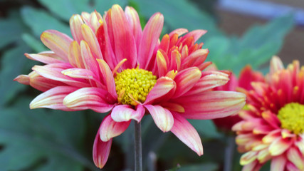 Obraz premium Pink chrysanthemum Stock Photo