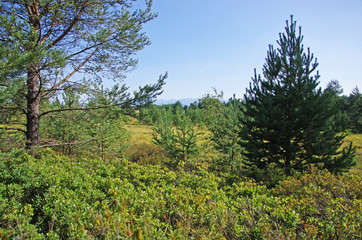 Las na torfowiskach Puścizna Rękowiańska