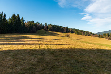 Fototapeta na wymiar late autumn meadow with isolated trees and forest around