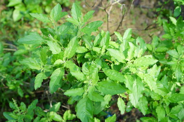 Holy basil is easily planted. Because it can grow in all weather conditions and also grow quickly Easy propagation Therefore popularly grown at home as a vegetable garden