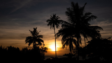Fototapeta na wymiar Sunset behind palms in Zanzibar, Tanzania, Africa