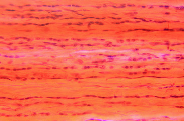 Section Tendon Dog under the microscope (Tendon Dog Sec.)