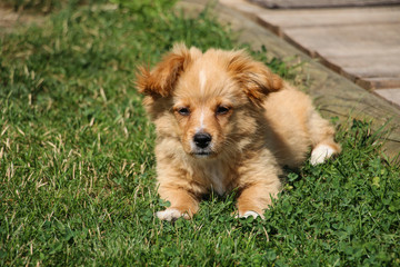 Cute funny red color puppy lies on the green grass