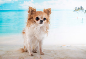 chihuahua in studio