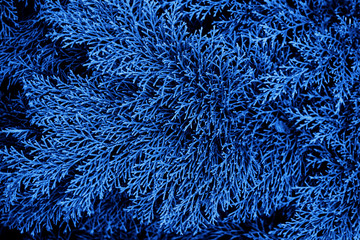 Juniper blue branches close up. Simple nature background. Color of the year, color concept.