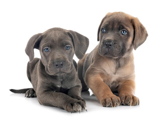 puppies cane corso
