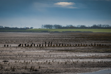 Langeooger Wattenmeer