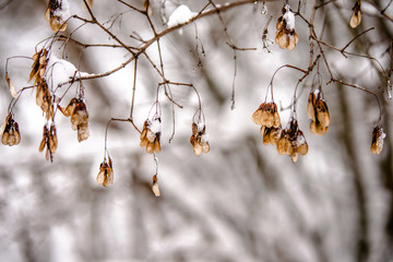 Snow-covered tree branches in a winter Park