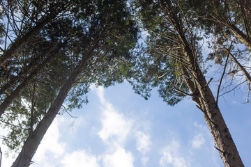 Cypress trees in the forest
