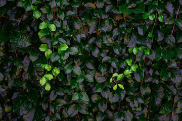 Backdrop of green leaves natural wall.