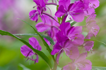 Fireweed Abstract