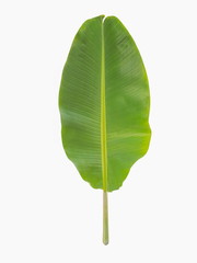Top view green banana leaf isolated on white background.
