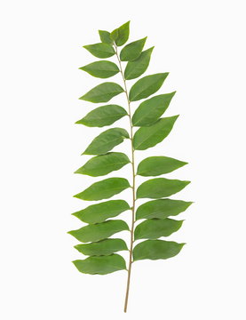 Top view green leaves on branch of Phyllanthus acidus known as Otaheite gooseberry, Malay gooseberry, Tahitian gooseberry, country gooseberry, star gooseberry, starberry and West India gooseberry.