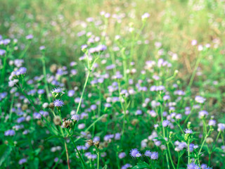 Obraz na płótnie Canvas field of flowers, violet flowers, field background, flowers background. summer background