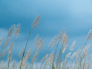 field of flowers, white flowers, field background, flowers background. summer background. White fluffy grass cereals against the blue clear sky background