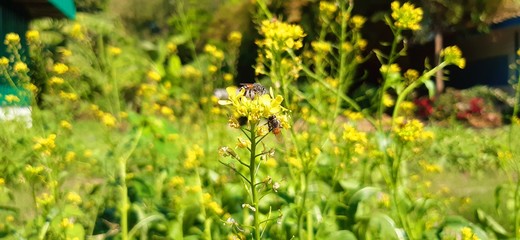 yellow flowers in the garden