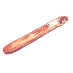 Obraz premium Fragrant brown cinnamon pod - dried tree bark, which is used as a spice. Watercolor hand drawn botanical illustration