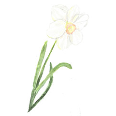 Naklejka na ściany i meble Narcissus with ribbon-like leaves of various widths. Flowers sit on the tops of the stems. Perianth is petal-shaped, in the form of a tubular funnel. In the vent there is a crown in the form of a bell