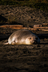 Seal on the beach