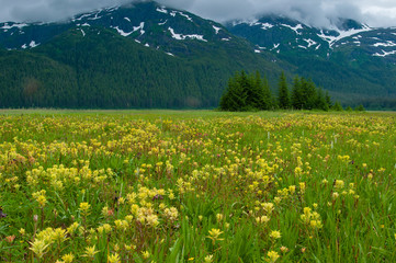 Fototapeta premium Field of Yellow Paintbrush, Dundas Bay