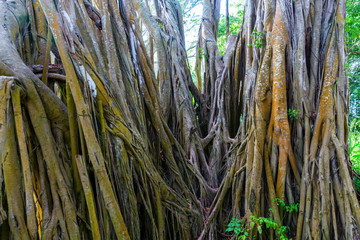 Obraz premium huge banyan tree at the Kawela Bay Beach Park at Oahu, Hawaii