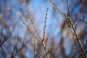 梅の花・蕾・枝・先端