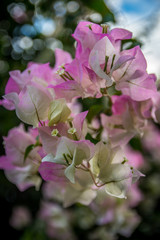 A yellow Bougainvillea flower in Maui, Hawaii