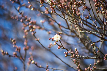 梅の花・つぼみと花・開花・アップ