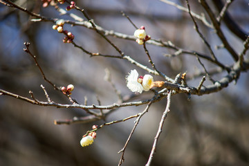 梅の花・開花・アップ