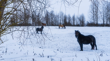 The herd of horses walks on the snow covered field. Animal and countryside concept.