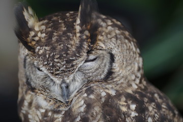 眠そうなフクロウ