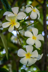 Obraz na płótnie Canvas A white Plumeria flower in Maui, Hawaii