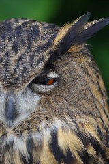 眠そうなフクロウ