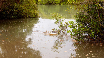 Australian Mangrove Swamp Ecosystem