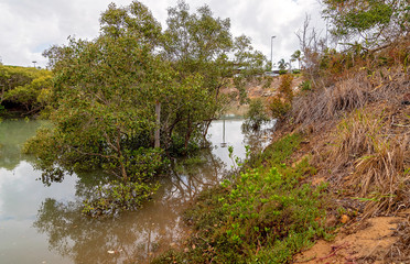 Australian Mangrove Swamp Ecosystem