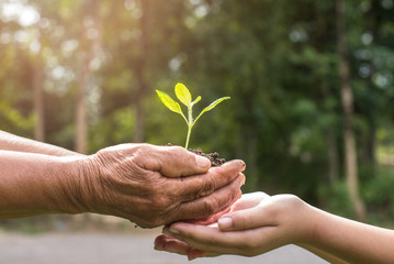 two hands holding together a green young plant. world environment day and sustainable environment in elderly people and children's volunteer hands. ecology concept