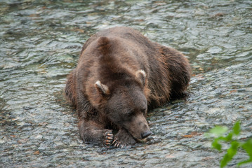 Fototapeta na wymiar Sleeping Brown Bear