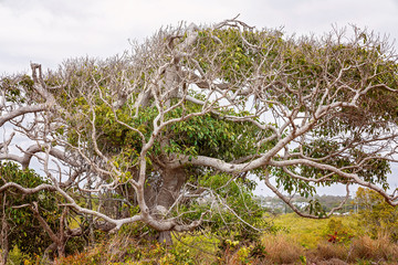 Tree Growing Beside A Mangrove Ecosystem
