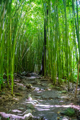 A gorgeous view of the forest in Maui, Hawaii