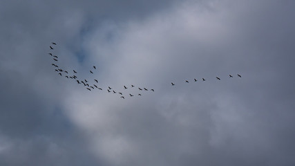  flock of starlings