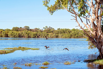 A Typical Wetland Ecosystem