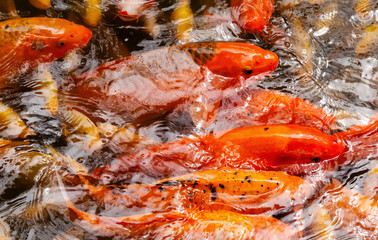 masses of koi in a pond