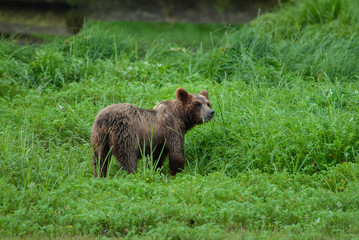 Fototapeta na wymiar Cautious Brown Bear, Pack Creek