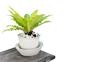 Potted plants on isolated white background