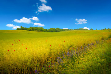 Panoramic view over beautiful green and yellow farm landscape with poppy flowers Germany, summer, blue sky