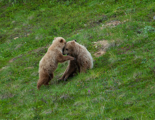 Wrestling Grizzly Cubs