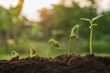 the seedling are growing from the rich soil to the morning sunlight that is shining, seedling,...