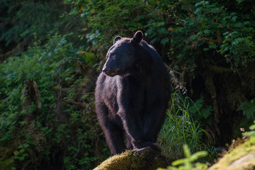 Big Black Bear, Anan Creek