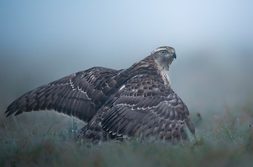 Northern goshwak (Accipiter gentilis) close up